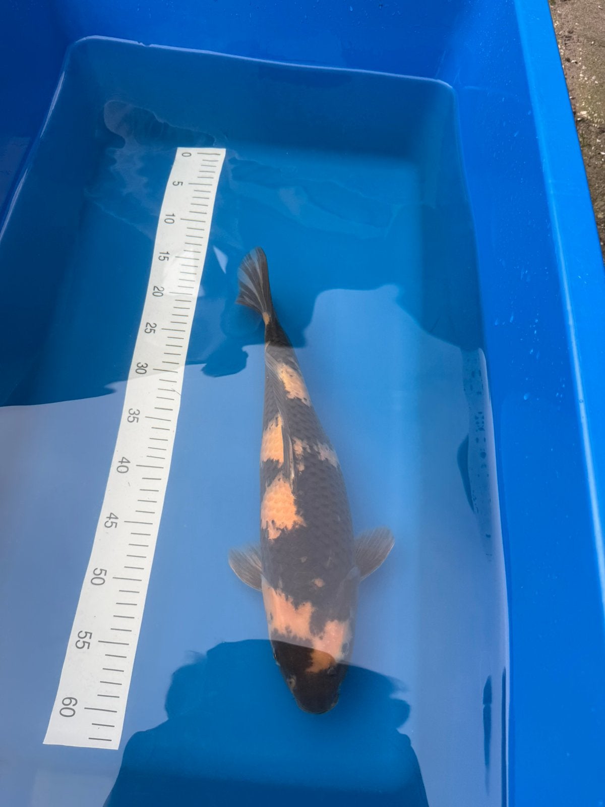 Koi ki utsuri 44 cm, Karper of Koi