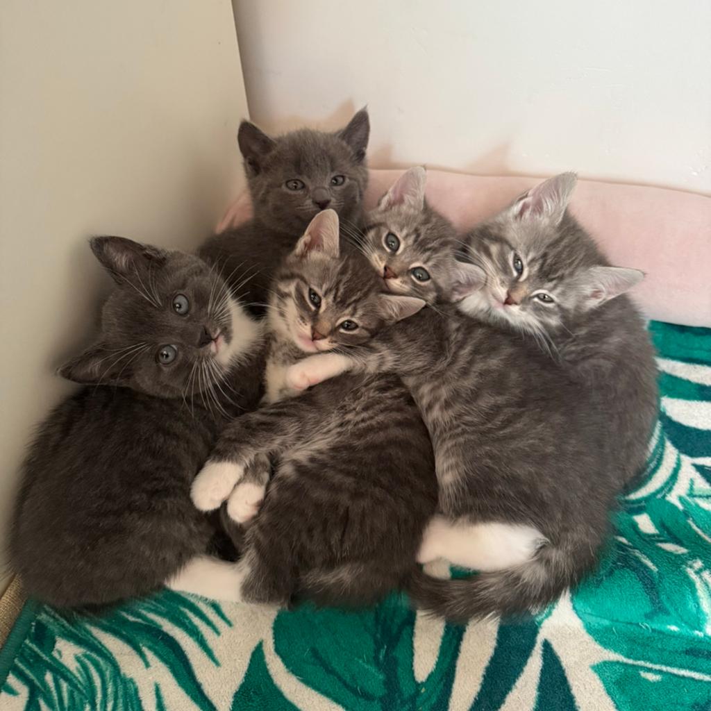 Europese korthaar kittens - 8 weken, Dieren en Toebehoren, Katten en Kittens | Raskatten | Korthaar, Meerdere dieren, Ontwormd
