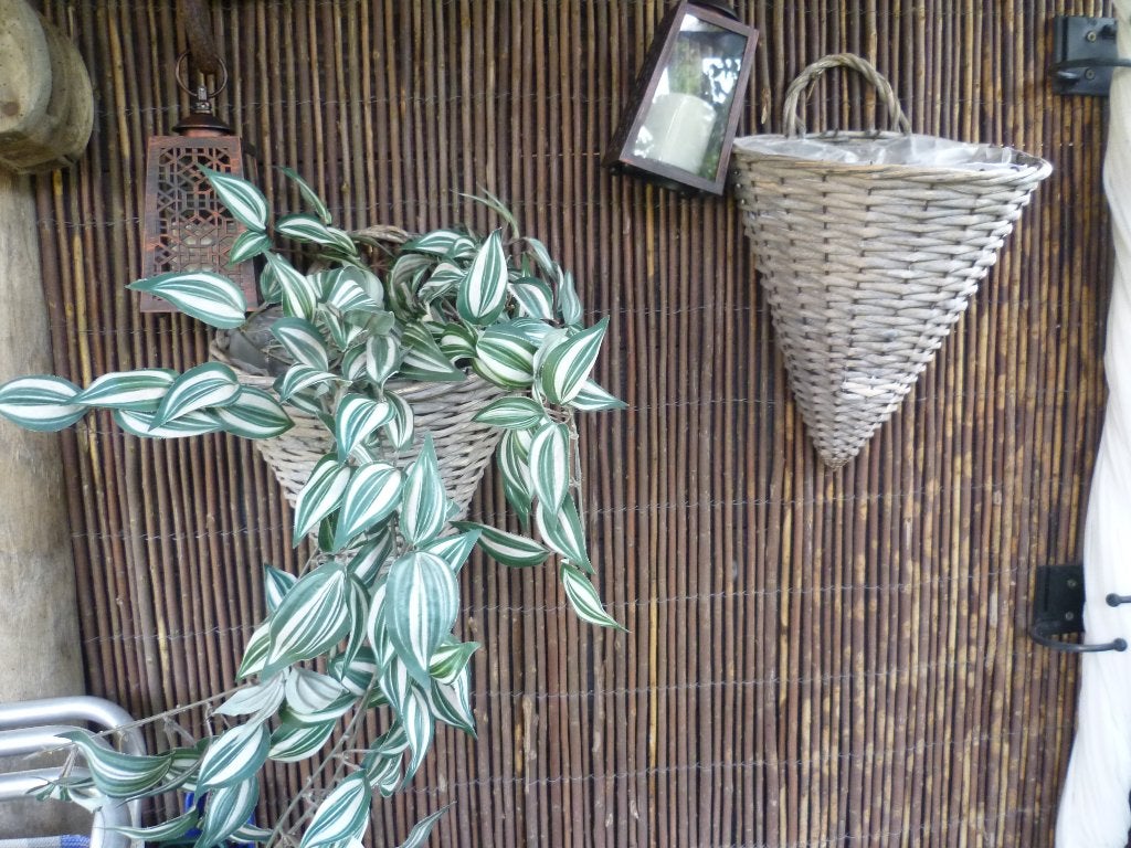 2 Planten wandhangers riet, grijzig, Ophalen, Gebruikt, Grijs, Wandhanger