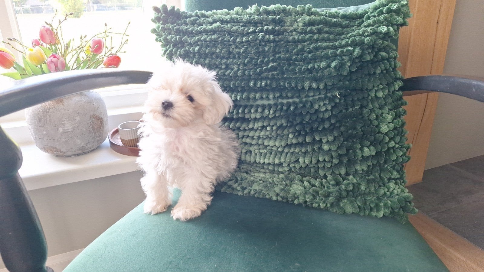 Mini maltezertje. Reutje. Blind aan 1 oogje. Vader en, 8 tot 15 weken, Meerdere, Meerdere dieren, Nederland