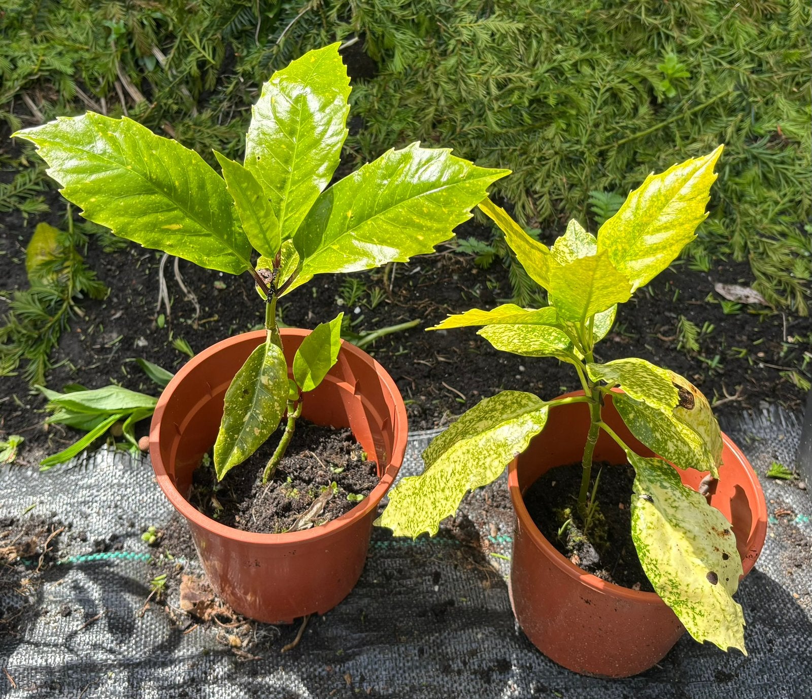 Broodboom, Tuin en Terras, Ophalen, Vaste plant