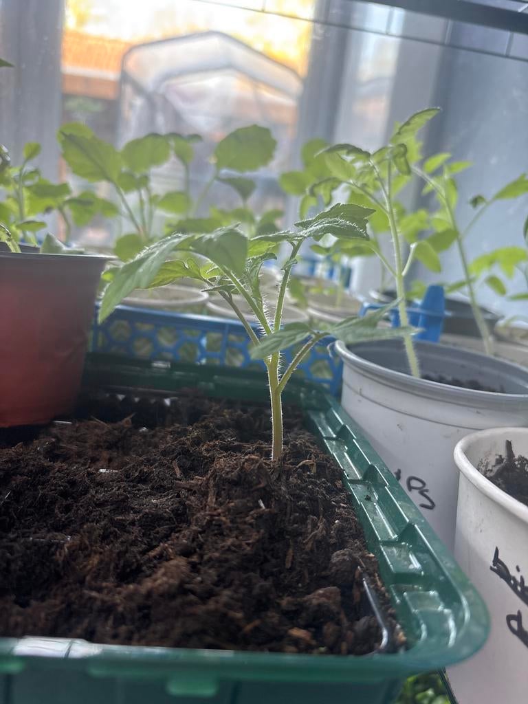 Biologische tomaten-en paprikaplantjes,komkommer turse peper, Tuin en Terras, Planten | Tuinplanten, Volle zon, Groenteplanten