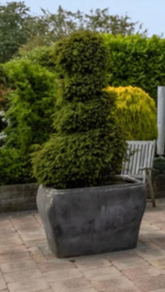 2 Prachtige Taxus Baccata - Vaste Plant, Vaste plant, Bloeit niet, Halfschaduw, Ophalen