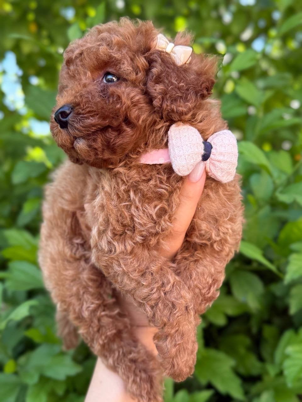 toy poedel teefje, Poedel, 8 tot 15 weken, Teef, Parvo
