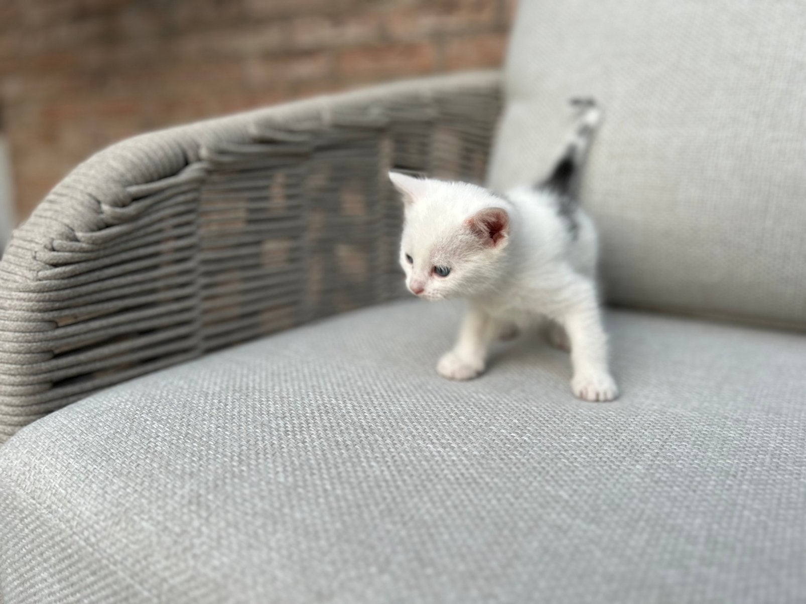 Super schattige en mooi getekende kittens, Dieren en Toebehoren, Meerdere dieren