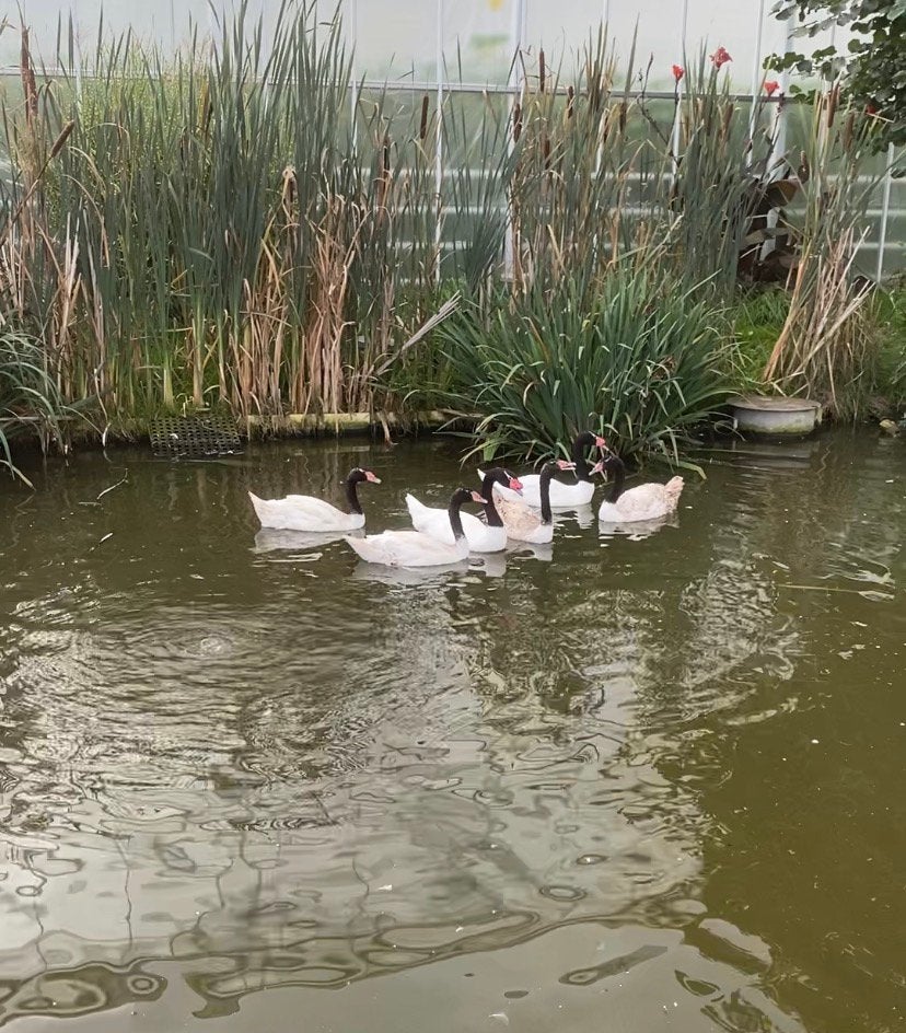 4 jonge zwarthalszwanen, Dieren en Toebehoren, Meerdere dieren, Gans of Zwaan