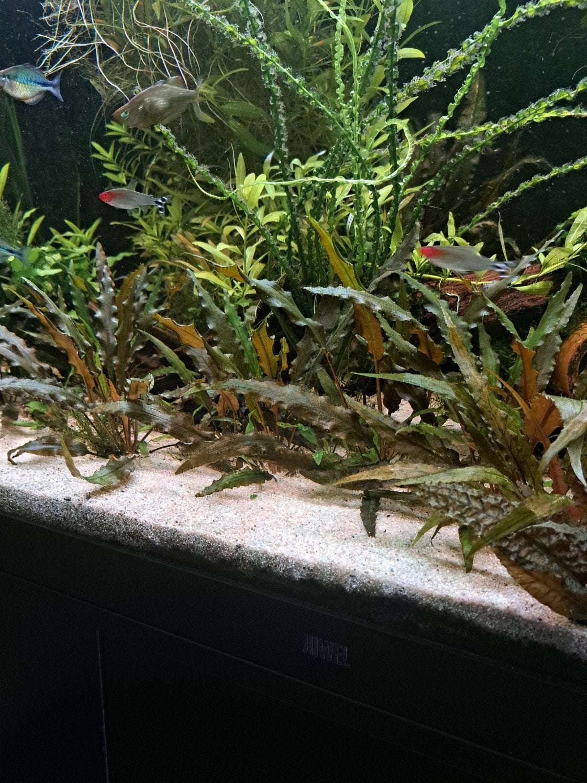 Aquariumplanten!, Dieren en Toebehoren, Vissen | Aquaria en Toebehoren, Ophalen of Verzenden, Plant(en), Steen of Hout
