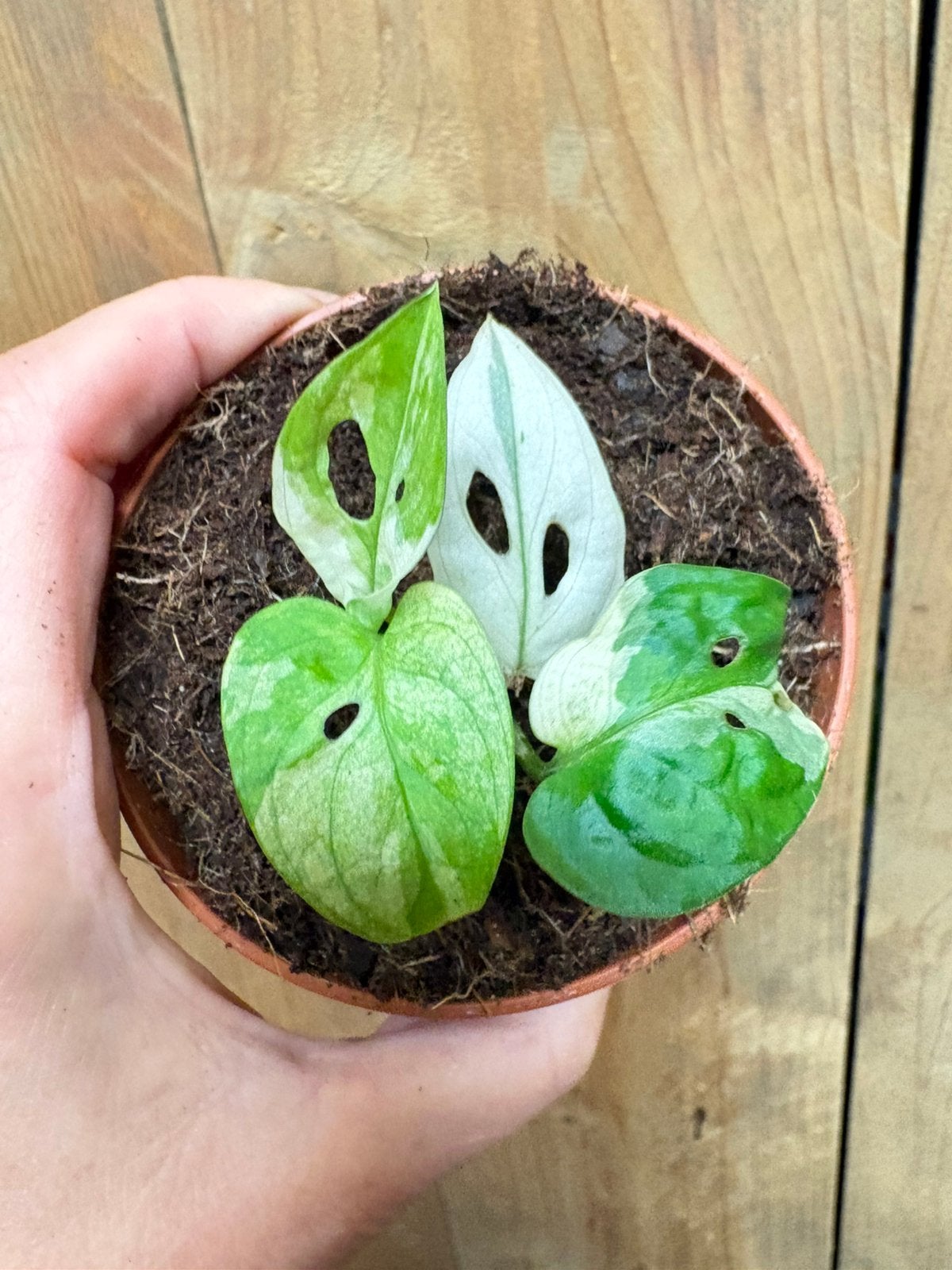 Monstera adansonii monkeymask variegata plant albo white, Ophalen of Verzenden, Halfschaduw, Minder dan 100 cm