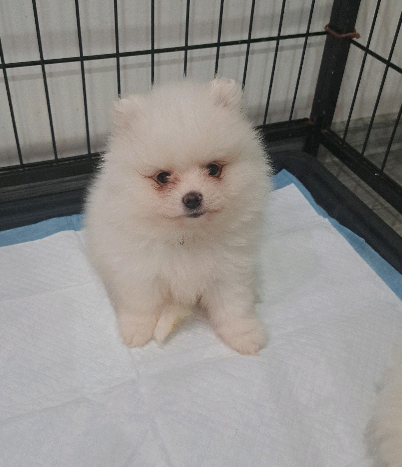 Pomeranian puppy's reutjes honds, Meerdere, Nederland, Particulier, Reu