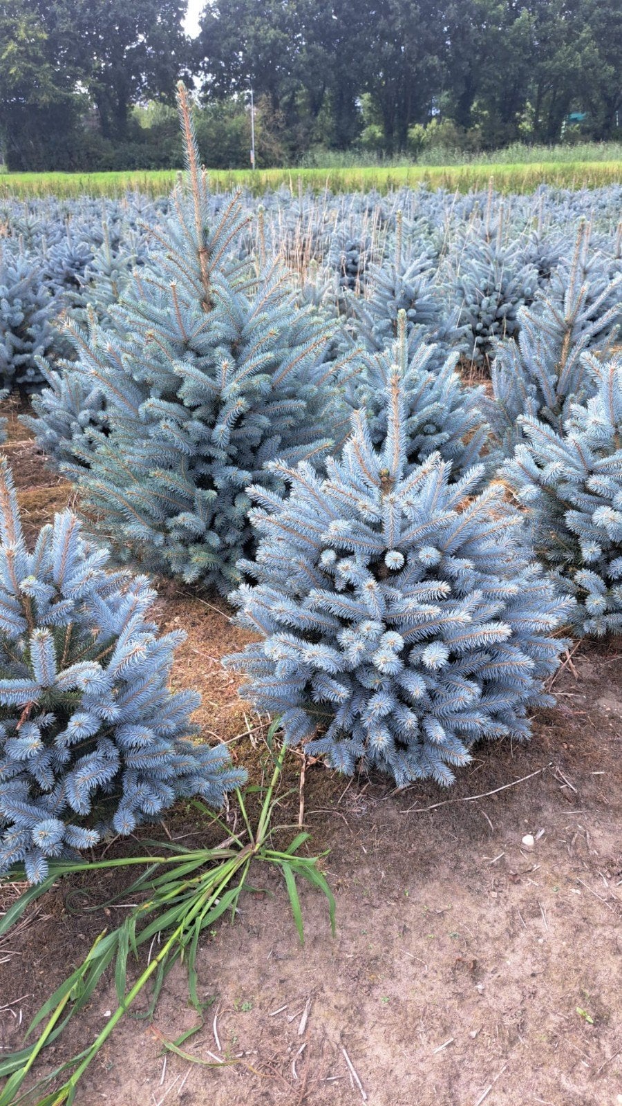 kerstbomen aangeboden uit eigen kwekerij., Ophalen, Overige soorten, 250 cm of meer