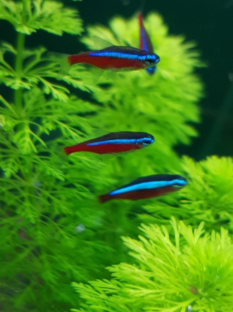 Hobbyaquarium weer op voorraad onze Kardinaal tetra xl, Vis, Zoetwatervis, Schoolvis