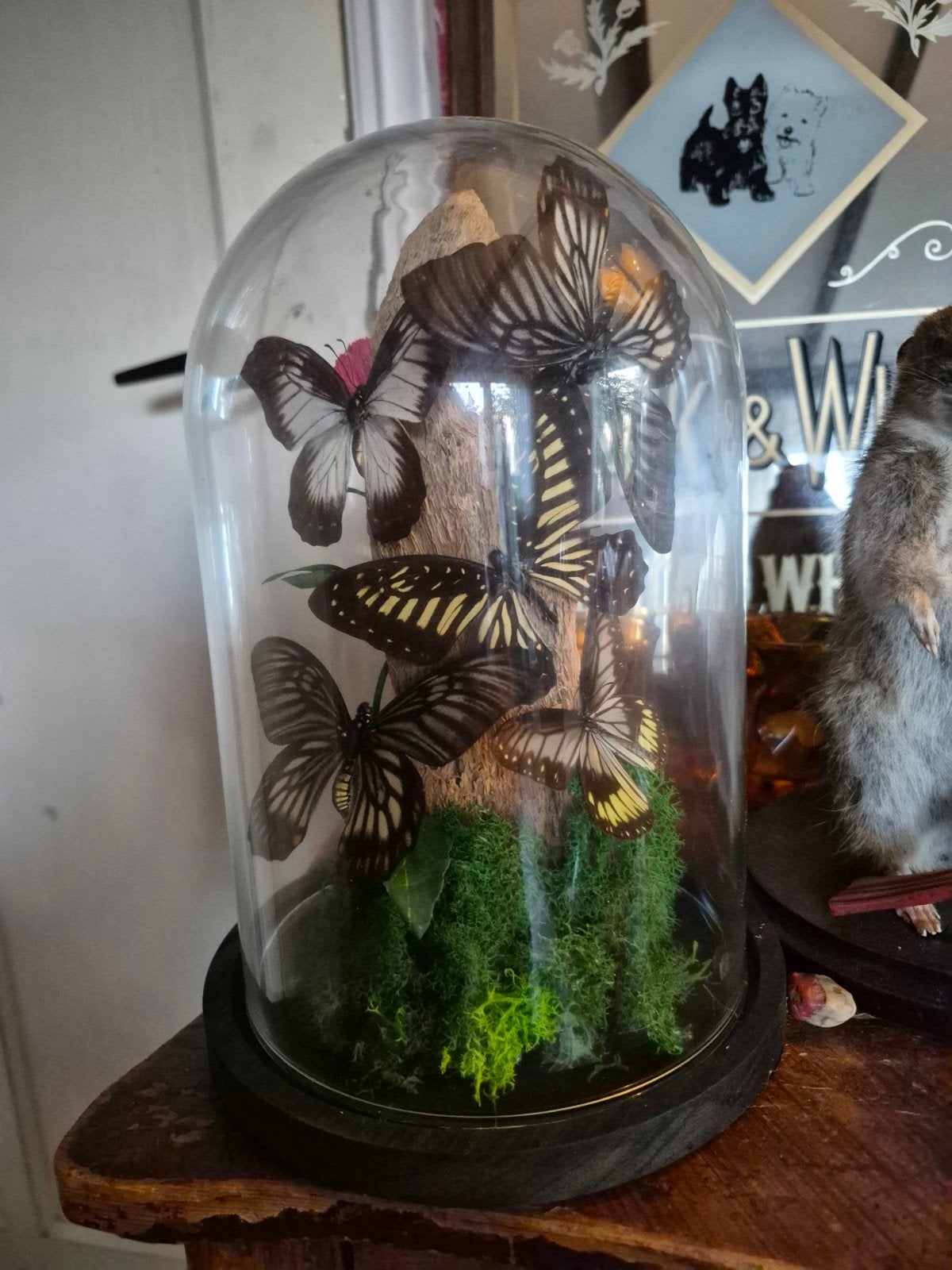 mooie stolp met 5 vlinders, Ophalen, Insect, Opgezet dier