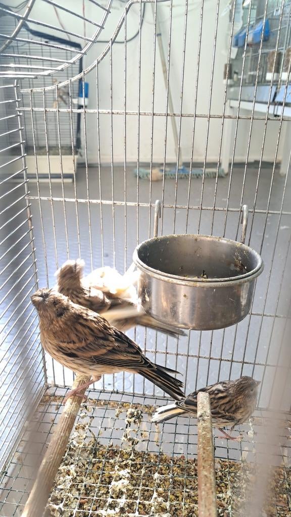 Vijf kanaries in goede gezondheid, prijs per stuk 12,5 euro., Dieren en Toebehoren, Vogels | Kanaries