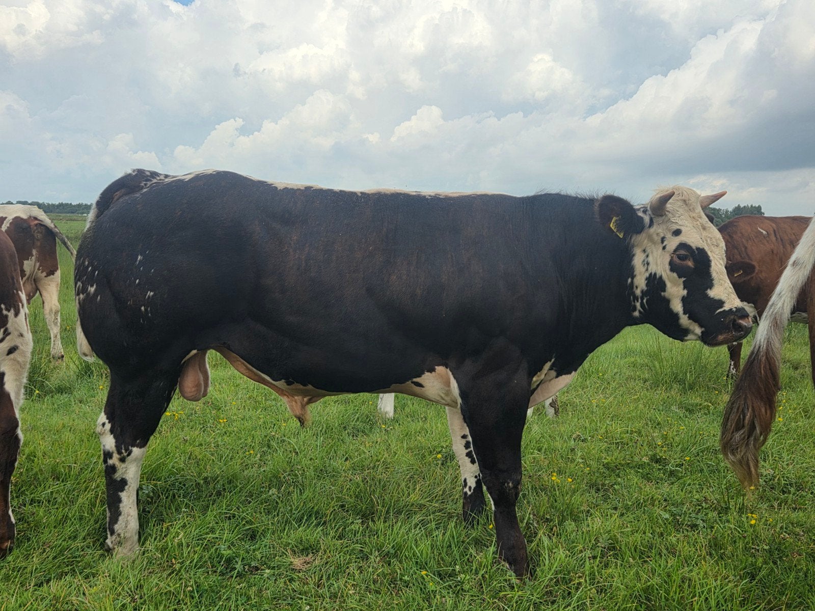 mooie dekstier en nog jonge stieren, Dieren en Toebehoren, Runderen, Mannelijk