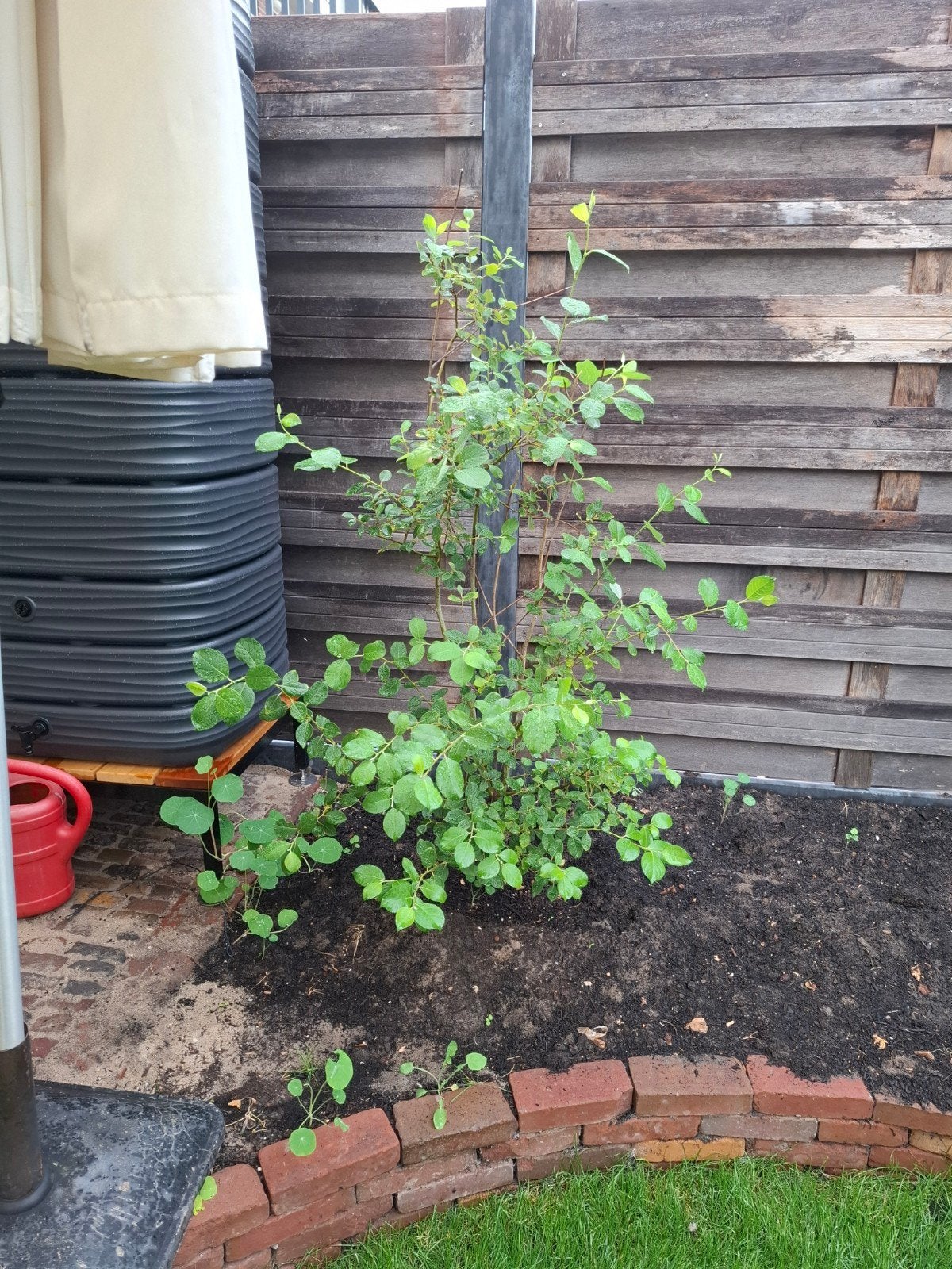 Jonge grauwe wilg, gratis af te halen, Tuin en Terras, Planten | Struiken en Hagen, Ophalen, Overige soorten, Struik, Minder dan 100 cm
