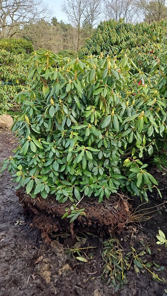 Rhododendron bijna alle soorten, Tuin en Terras, Planten | Struiken en Hagen, Ophalen of Verzenden, Rhododendron