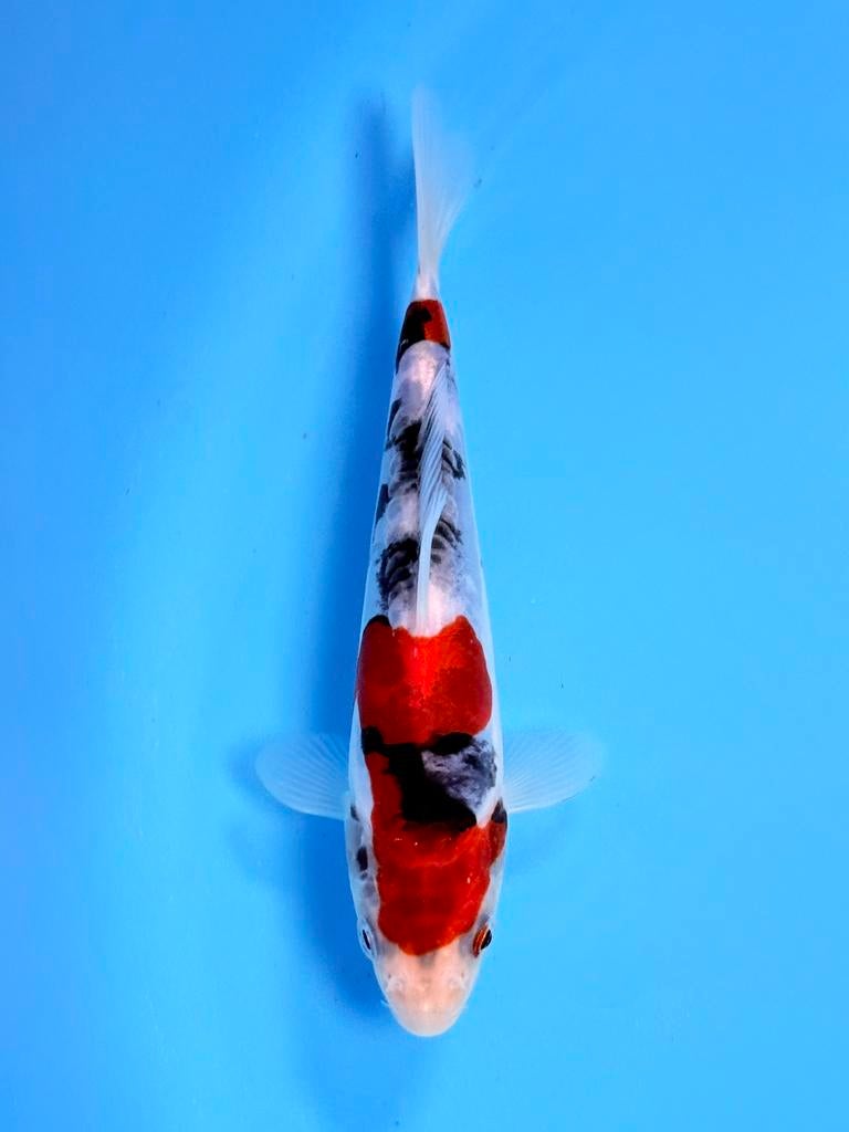 Japanse Koi – Marushi | Doitsu Showa | Incl Certificaat, Karper of Koi