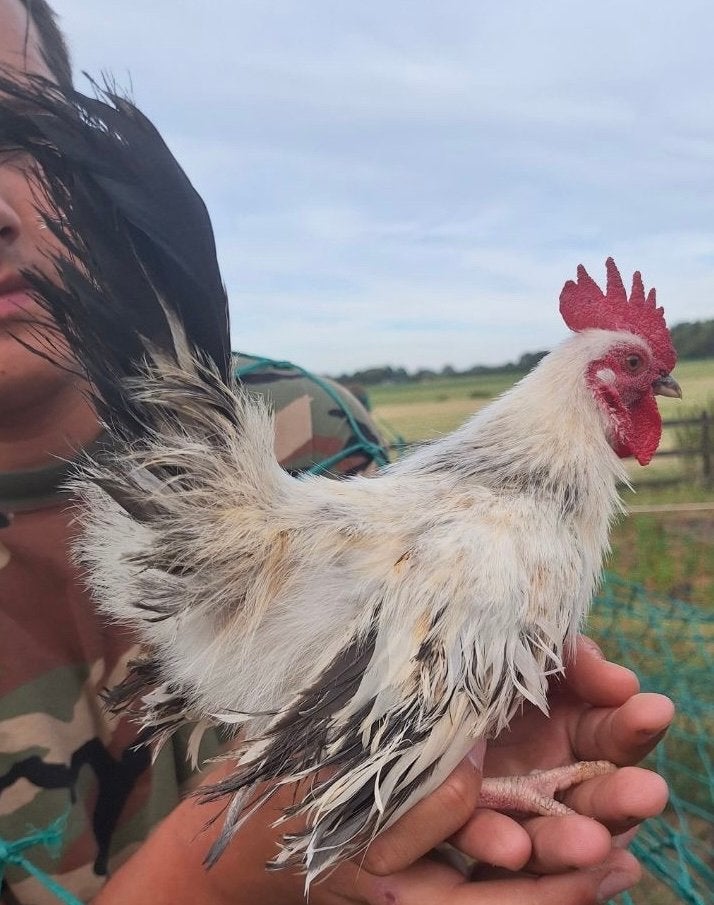 Zijde serama haan te koop, Dieren en Toebehoren, Mannelijk, Kip