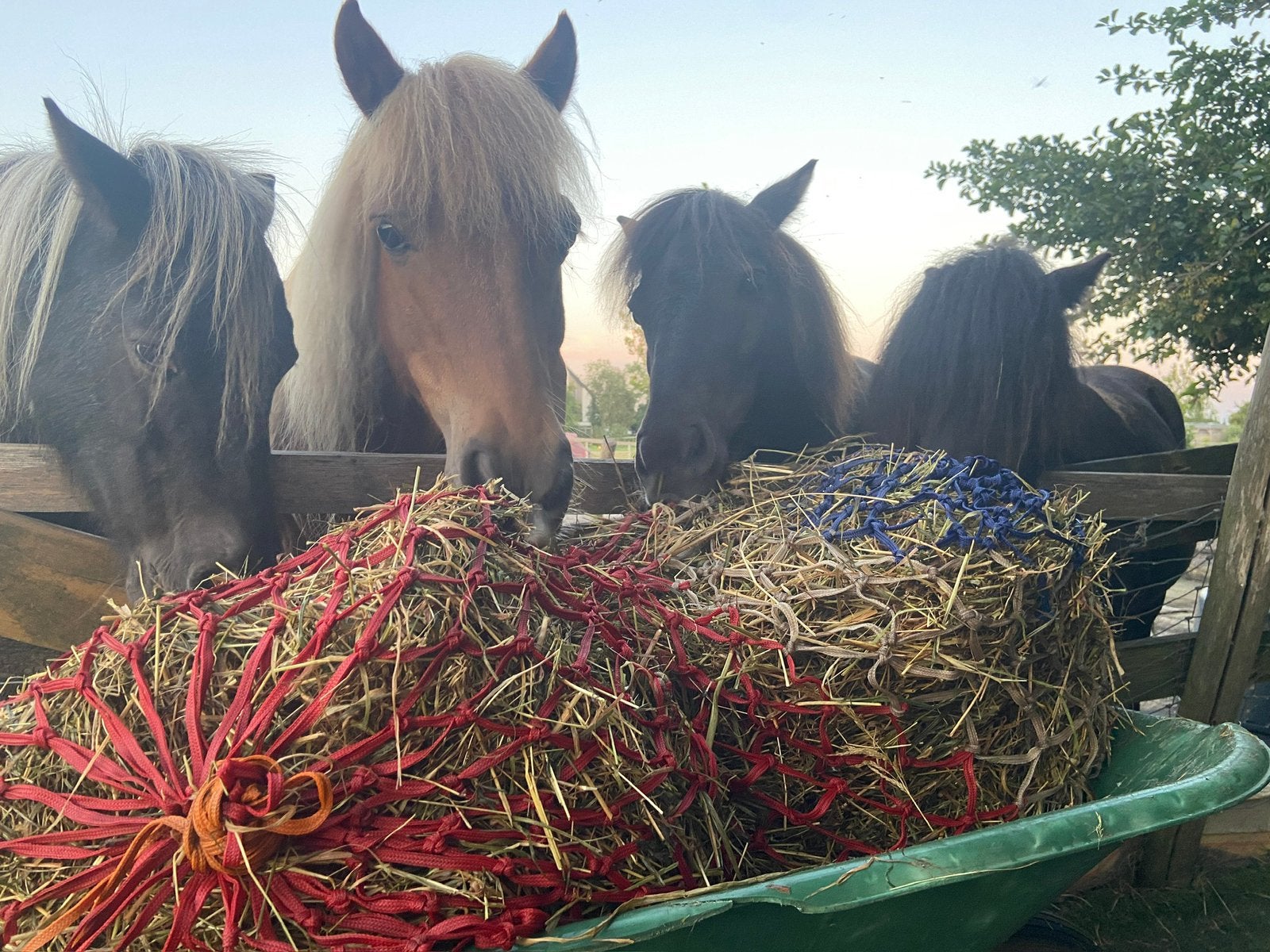Verzorging gezocht, Verzorging of Verzorgpony's