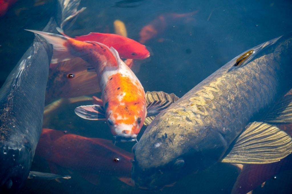 Koi karpers en goudvissen, Goudvis(sen)
