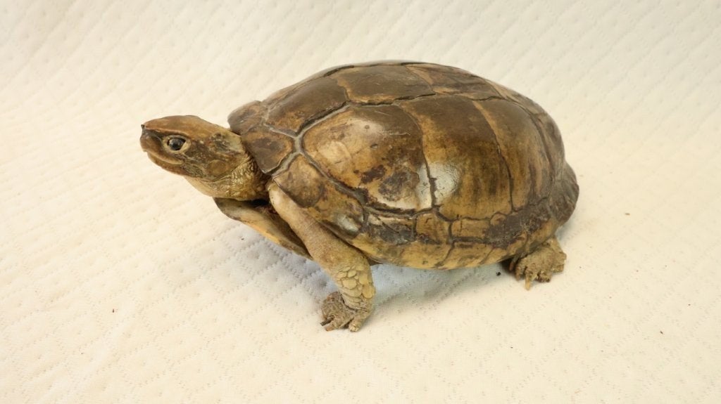 Taxidermie - kleine opgezette schildpad, Ophalen of Verzenden, Zo goed als nieuw, Overige soorten, Opgezet dier