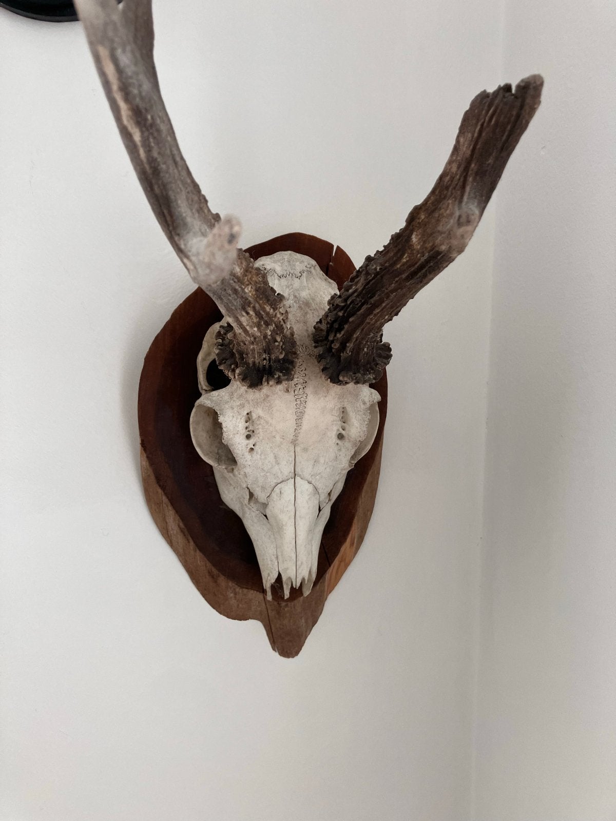 Drie Geweitjes op Houten Plaquettes - Decoratieve Jacht Trof, Ophalen of Verzenden