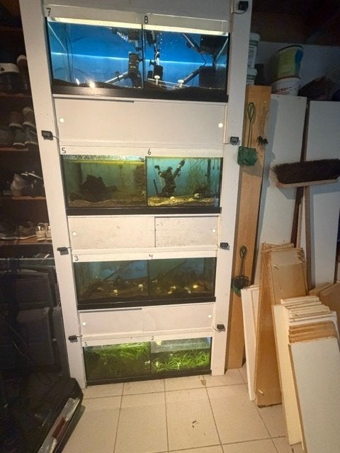 aquarium(kweek)stelling voor vissen/garnalen, Kreeft, Krab of Garnaal, Zoetwatervis