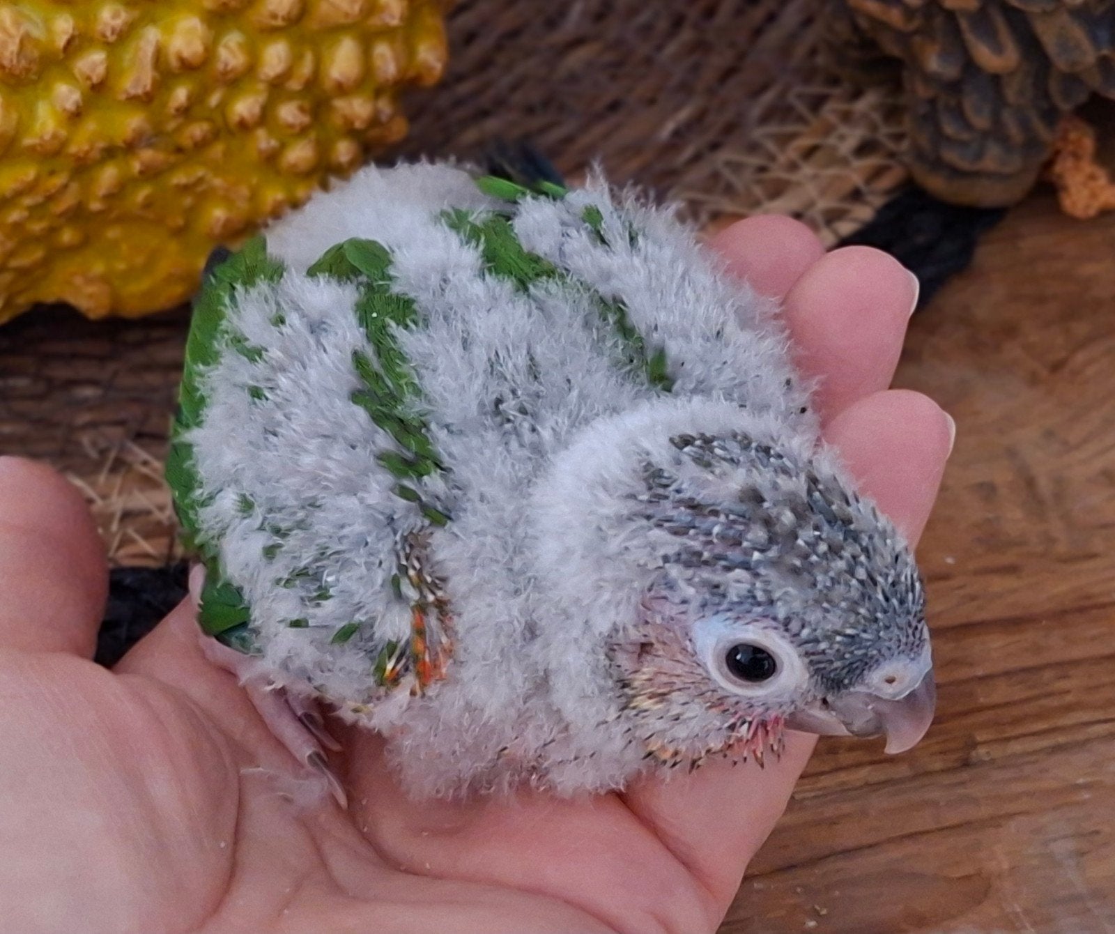 Pyrrhura, Dieren en Toebehoren, Vogels | Parkieten en Papegaaien, Geslacht onbekend, Parkiet, Tam