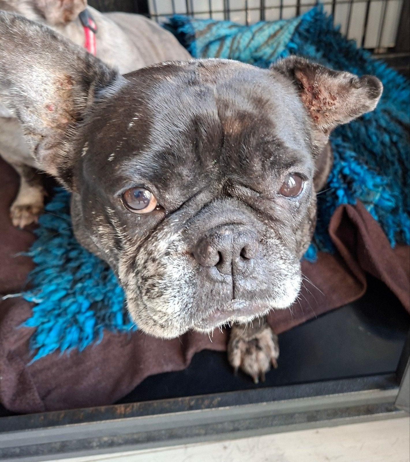 Franse bulldogs, Dieren en Toebehoren, Teef, Bulldog, Meerdere, 3 tot 5 jaar