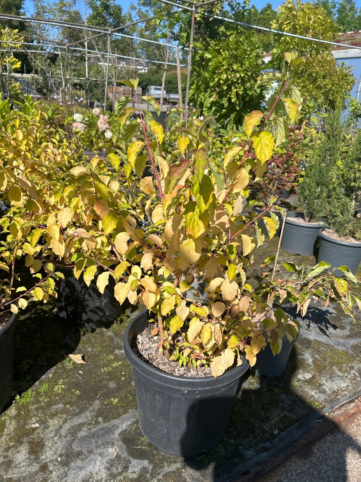 Cornus sanguinea 'Midwinter Fire' in 25L pot, Volle zon, Vaste plant, Bloeit niet, Ophalen