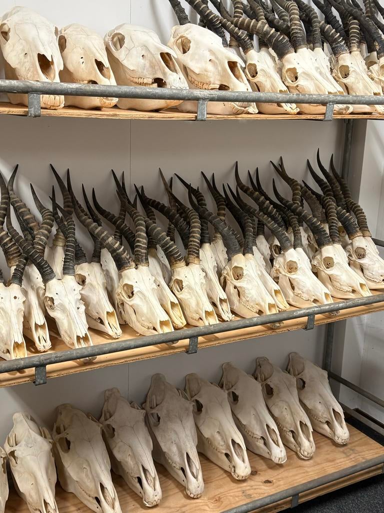 Schedels van Blesbok, Springbok, Zebra, Oryx en Elandantilop, Ophalen, Gebruikt, Wild dier, Schedel