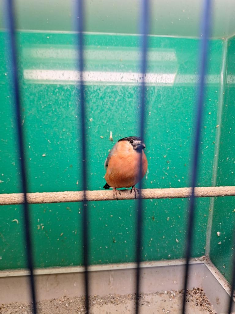 Noorse goudvink, Mannelijk, Wildzangvogel