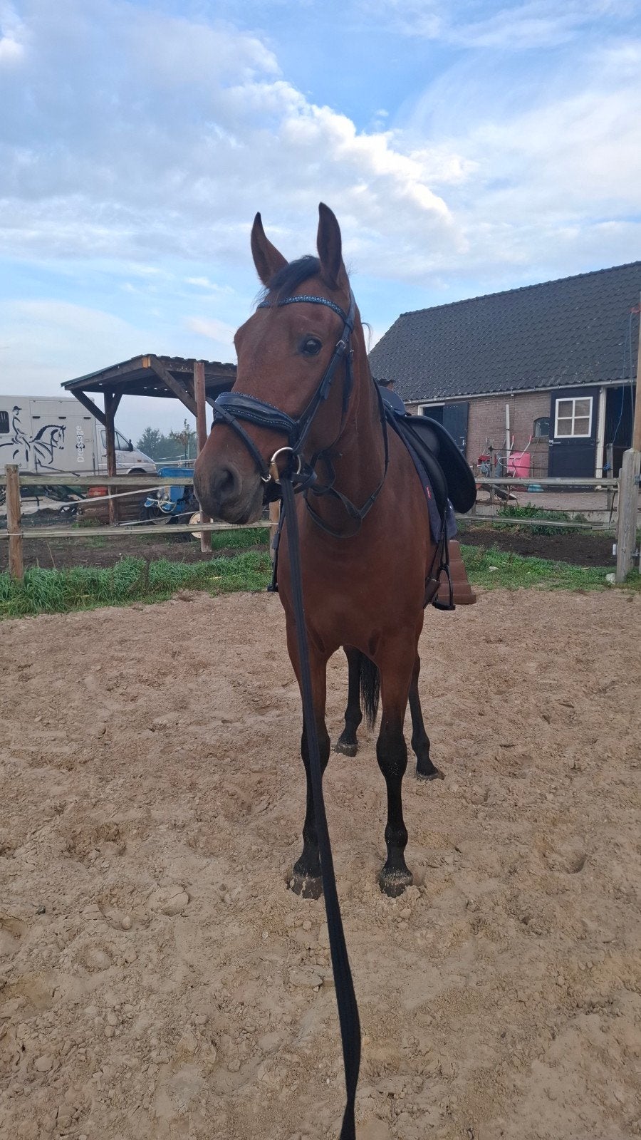 Super leuke 3,5 jarige PRE Ruin, Merrie, Met stamboom, M, Dressuurpaard