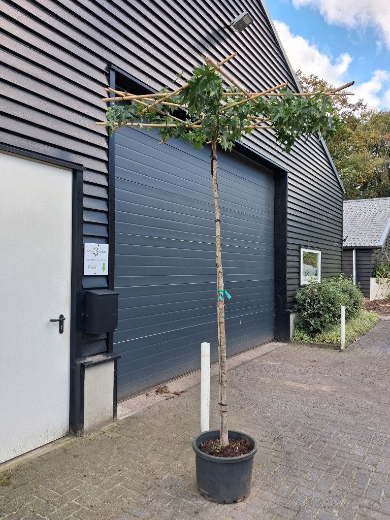 Liquidambar (DAKBOOM) styraciflua / amberboom €85,-, Bloeit niet, Ophalen of Verzenden, Dakboom, 250 tot 400 cm