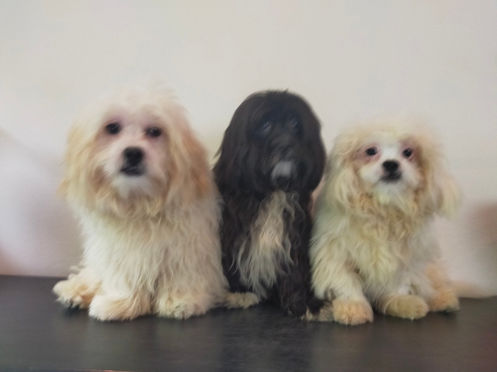 Leuke Boomer hondjes Shih Tzu x Maltezer, Nederland, 15 weken tot 1 jaar, Overige rassen, CDV (hondenziekte)
