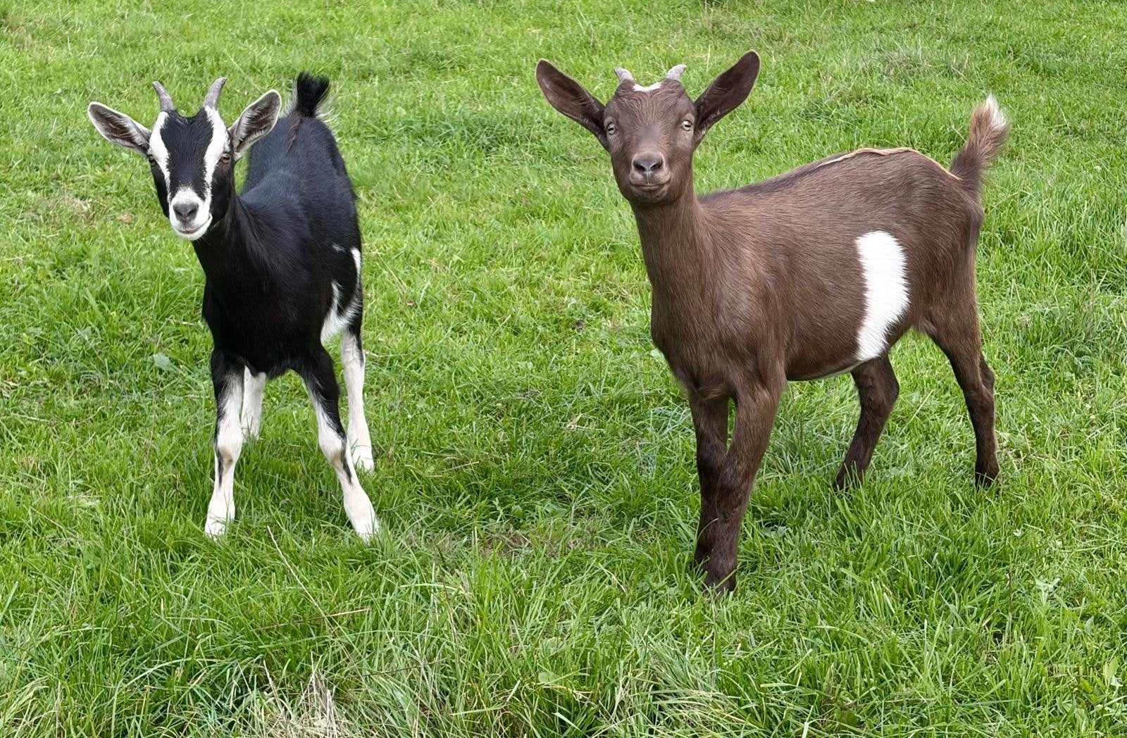 Toggenburger geiten, Dieren en Toebehoren, Vrouwelijk, Geit, 0 tot 2 jaar