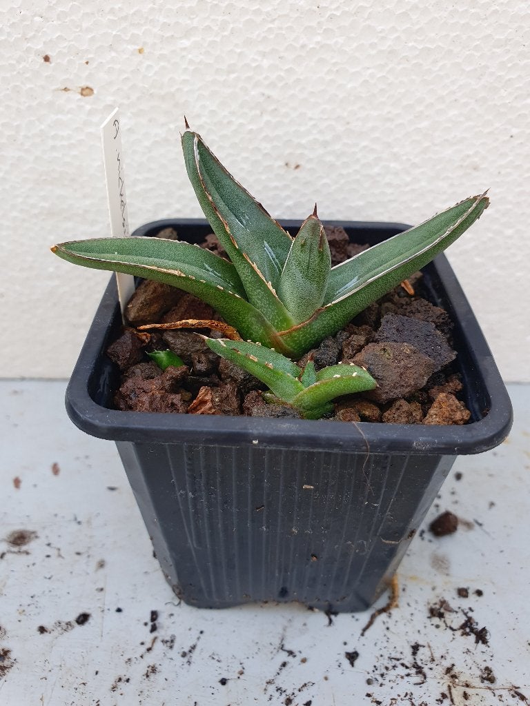Agave nickelsiae, Ophalen of Verzenden, Bloeit niet, Overige soorten, Volle zon