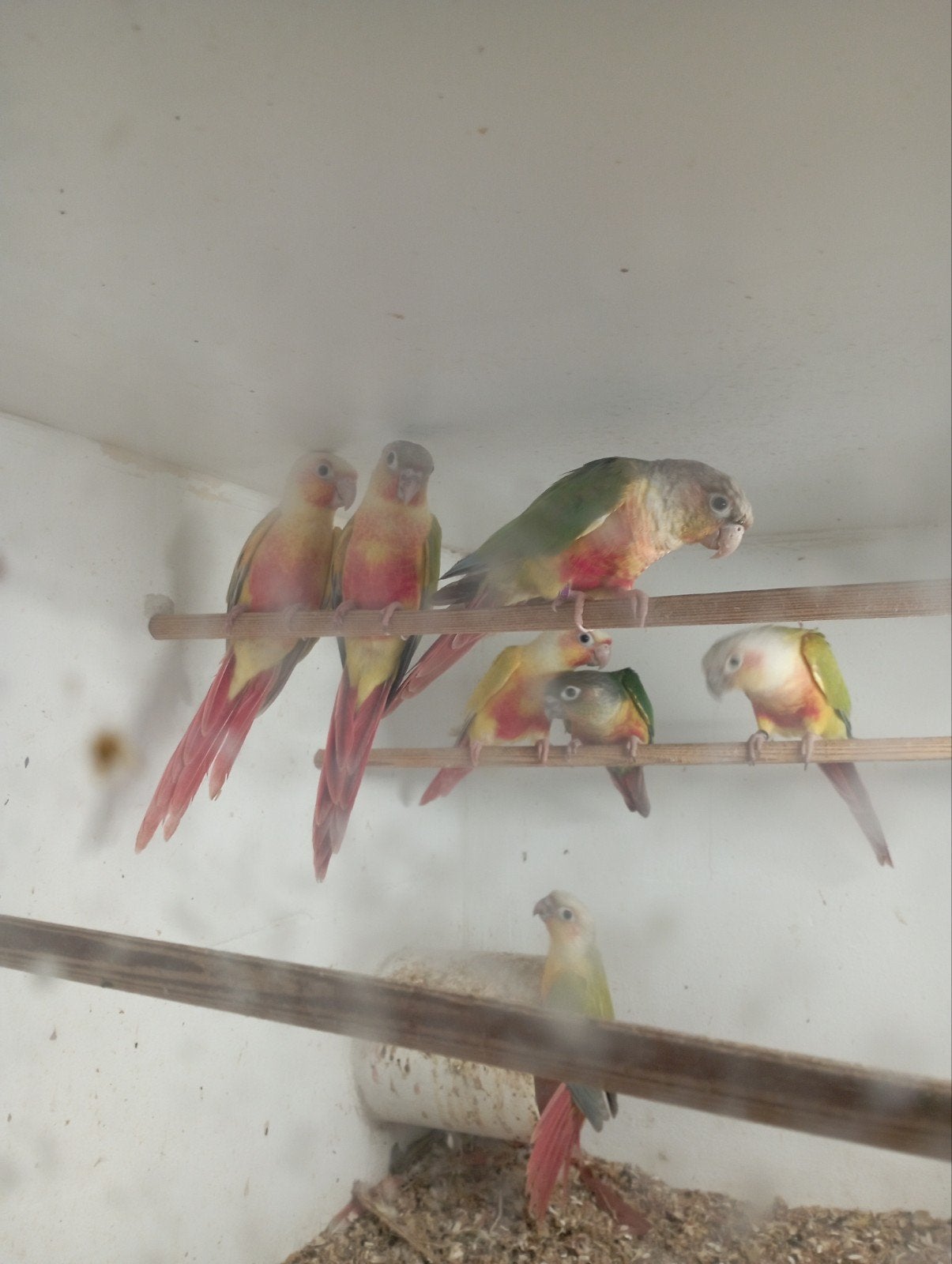 jonge pyrrhura, Dieren en Toebehoren, Geslacht onbekend, Parkiet