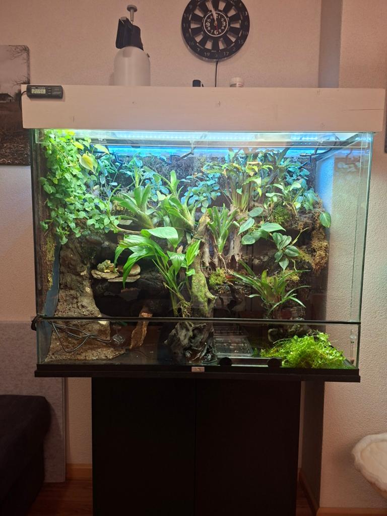 Groot paludarium zeer compleet!!, Ophalen, Gebruikt, Terrarium of Paludarium