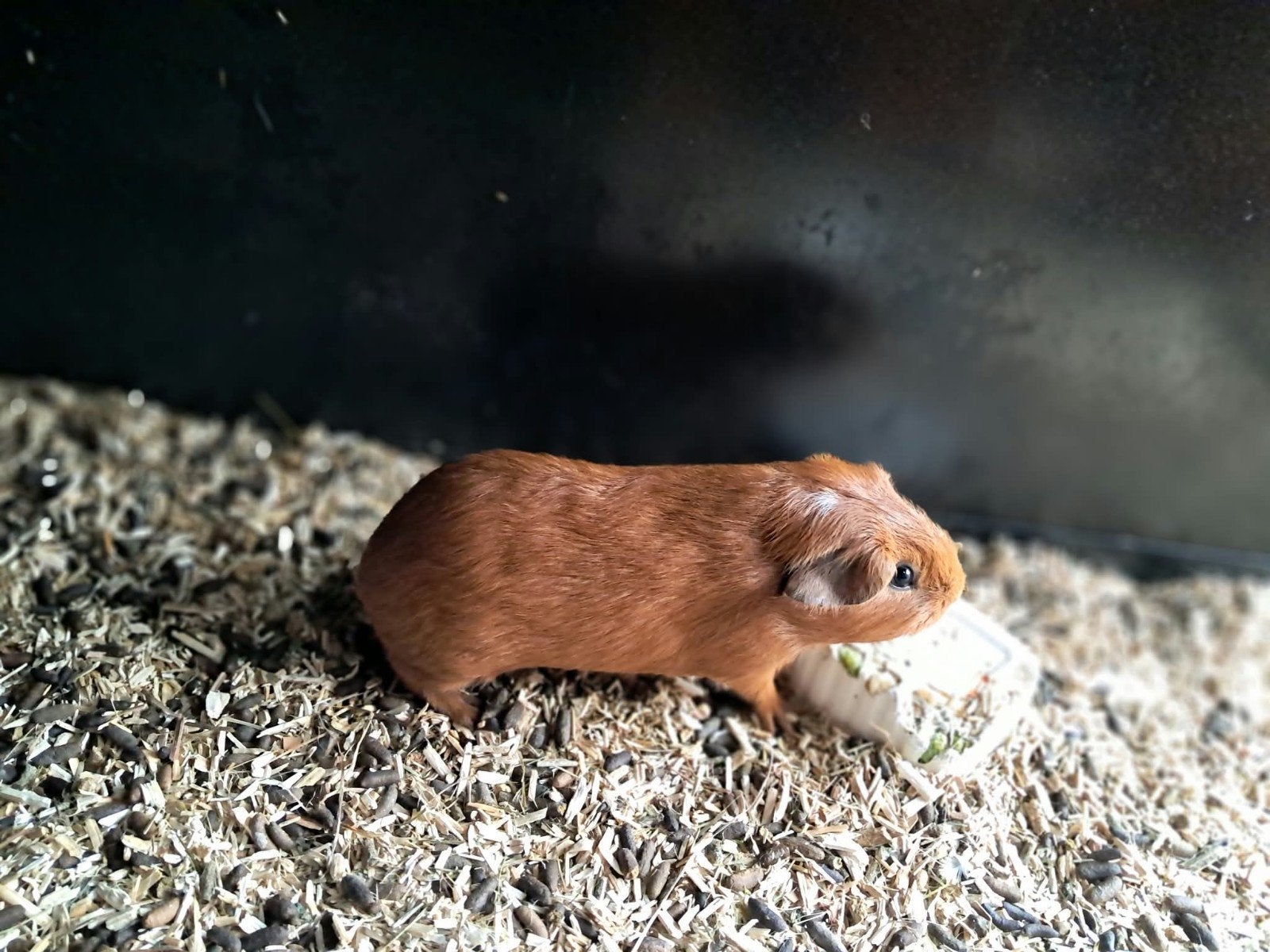 jonge cavia's te koop, Dieren en Toebehoren, Juni, Meerdere dieren, Cavia