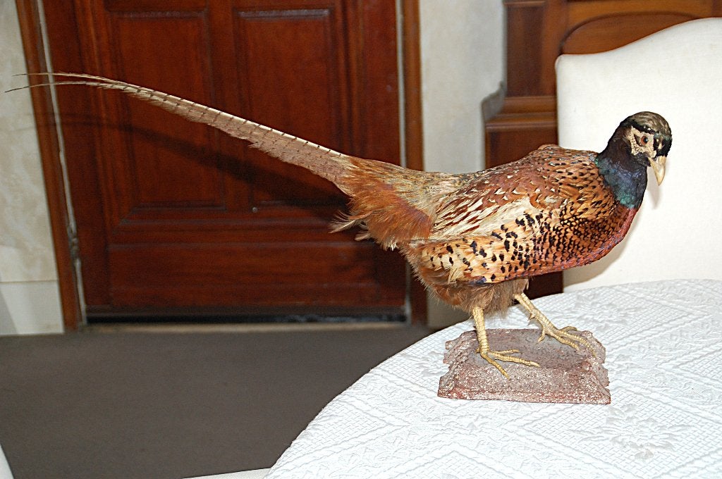 opgezette   Fazant, Ophalen of Verzenden, Vogel, Opgezet dier