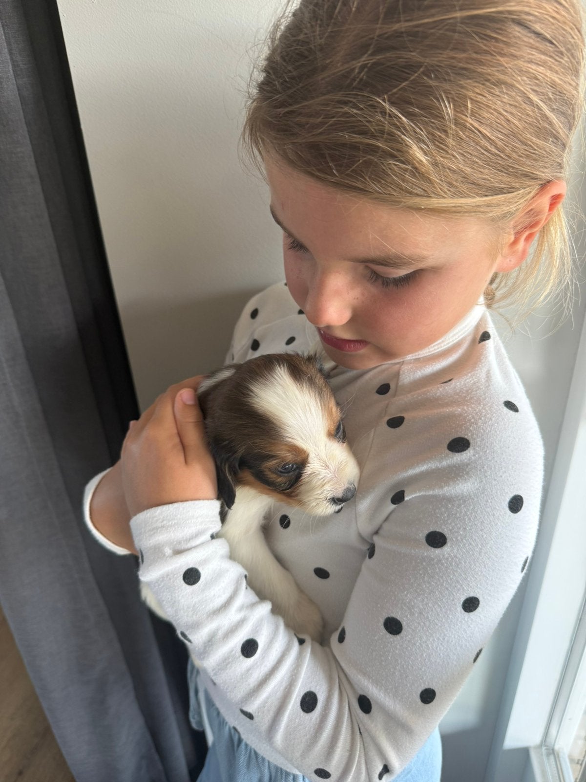 Kooiker, Dieren en Toebehoren, Honden | Retrievers, Spaniëls en Waterhonden, Nederland, Parvo, Overige rassen, 8 tot 15 weken