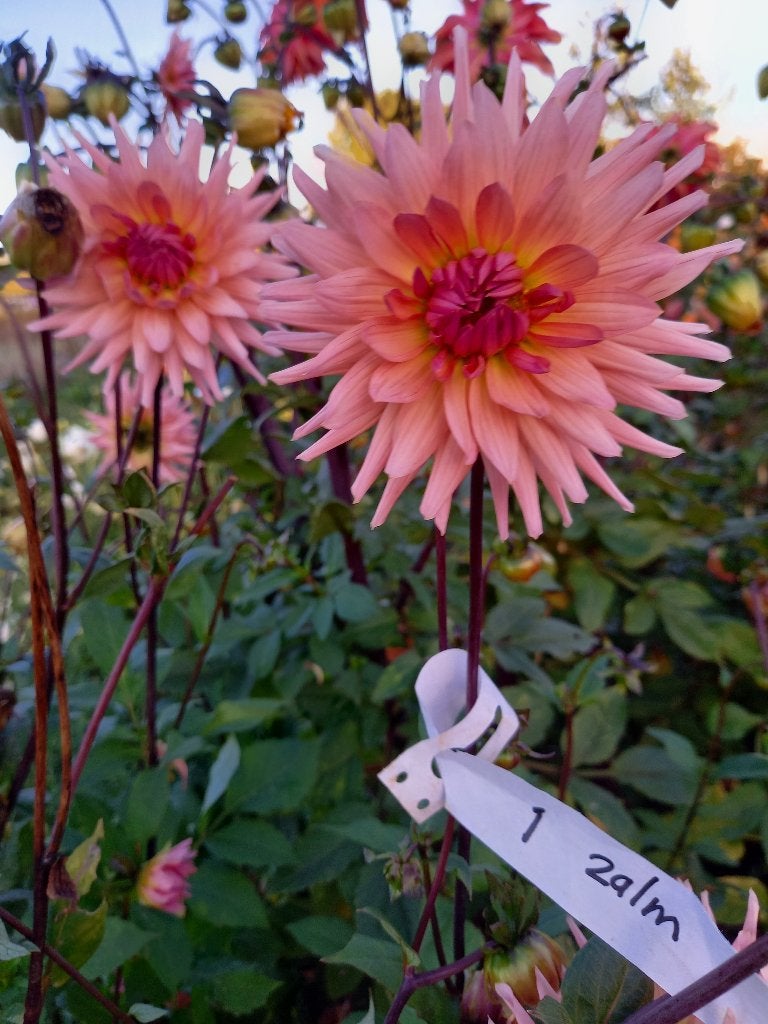 dahliaknollen, Ophalen, Voorjaar, Volle zon, Knol