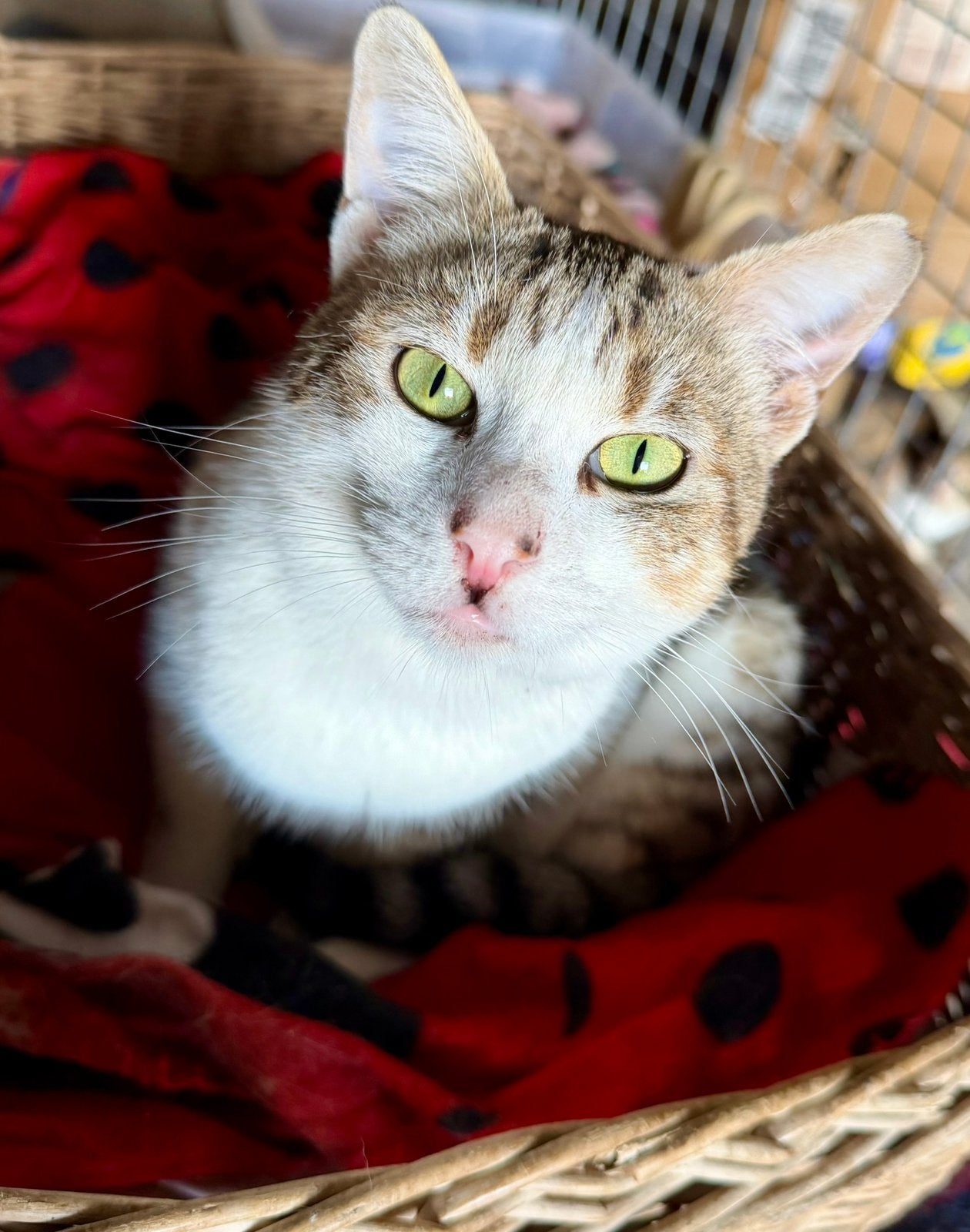 Mooie lieve kater, Kater