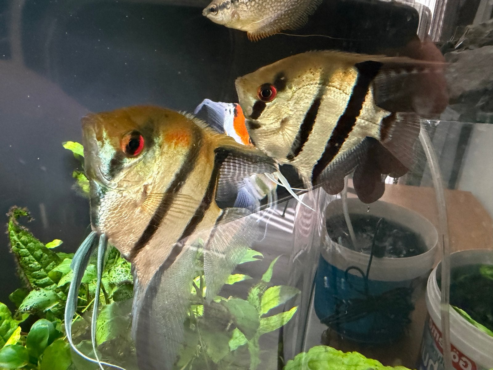 3 stk Maan vissen, Kusabi-gourami man vrouw.indaalgeter, Vis, Zoetwatervis, Schoolvis