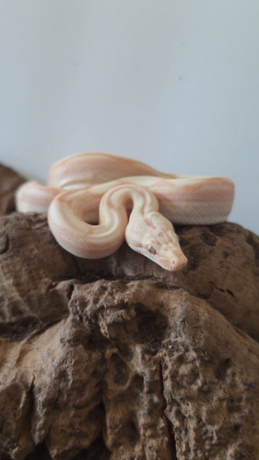 Boa Constrictor boa Morphs Vpi Super Hypo Crysal Fire Aztec Boa Constrictor photo 6