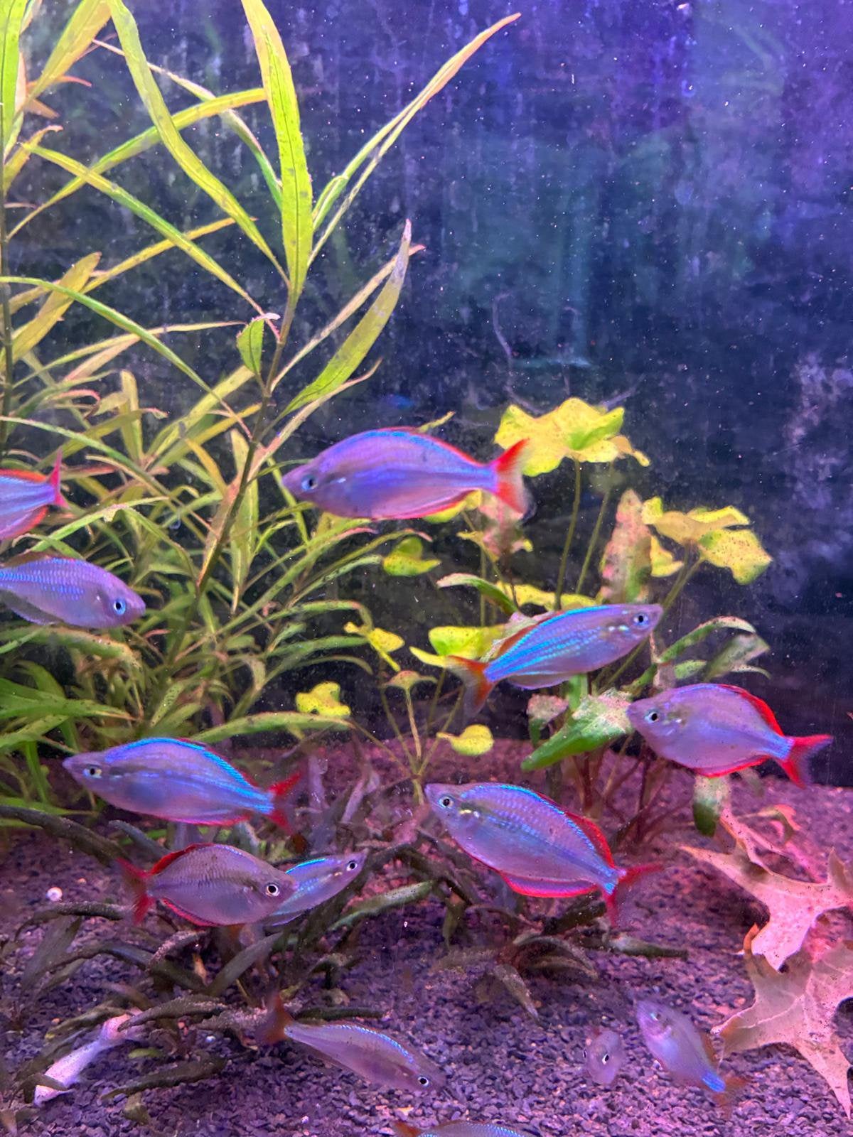Diamant regenboog vis melanotaenia praecox, Vis