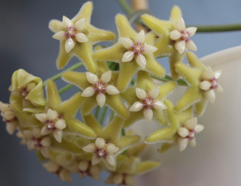 Hoya coriacea silver, Ophalen of Verzenden, Halfschaduw, Minder dan 100 cm