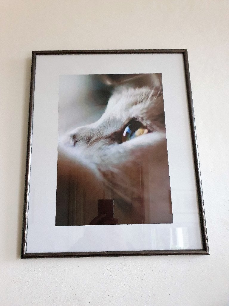 Close-up van het oog van een kat, ingelijst, 52 x 42 cm, Ophalen, Met afbeelding