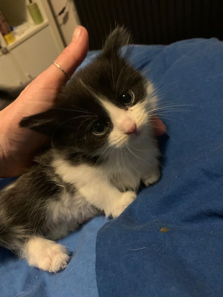 Kittens, Dieren en Toebehoren, Meerdere dieren, Ontwormd